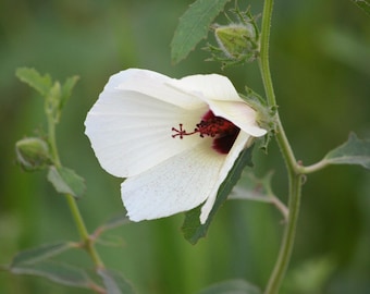 Semillas de Hibiscus aculeatus – Hibisco de Pineland – 15 semillas