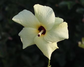 Semillas de Abelmoschus manihot – Hibisco atardecer – Hibisco tropical – 20 semillas