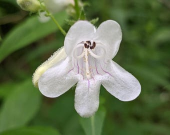 Semillas de Penstemon digitalis – Lengua de barba digital – 50 semillas
