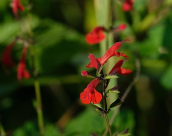 Semillas de Salvia coccinea – Salvia escarlata – 50 semillas