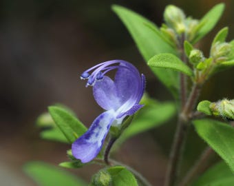 Trichostema dichotomum – Rizos azules – 20 semillas