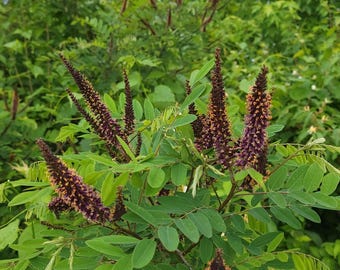 Amorpha fruticosa – Arbusto de índigo falso – 50 semillas
