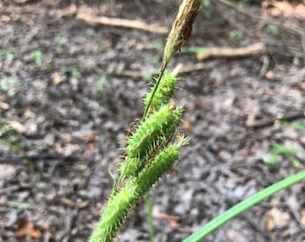 Semillas de Carex joorii – Junco de pantano de ciprés – 20 semillas