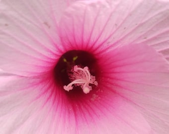 Semillas de Hibiscus laevis – Hibisco de hoja alabarda – Hibisco nativo – 50 semillas