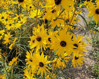 Semillas de Helianthus angustifolius – Girasol de pantano – 25 semillas