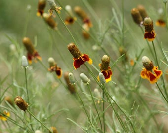 Semillas de Ratibida columnifera – Sombrero mexicano – Flor silvestre nativa de las praderas – 50 semillas