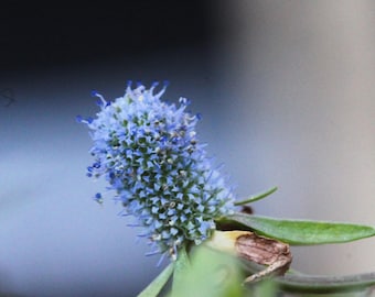 Semillas de Eryngium prostratum – Eryngium rastrero – Flor silvestre costera nativa - 10 semillas
