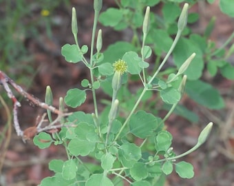 Porophyllum ruderale - Semillas de Papalo - 25 Semillas - Cilantro Boliviano, Yerba Porosa, Alternativa al Cilantro que Adora el Calor