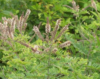 Amorpha herbacea – Falso índigo de espiga racimosa – 20 semillas