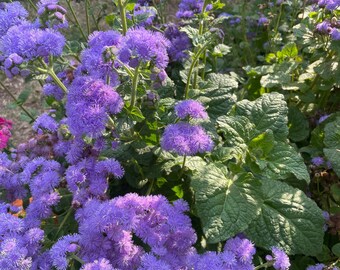 Semillas de Conoclinium coelestinum – Flor de niebla azul– 100 semillas