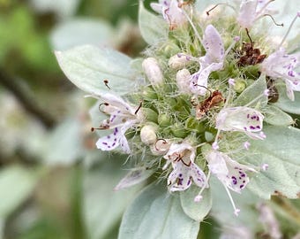Semillas de Pycnanthemum muticum – Menta de montaña agrupada – 50 semillas