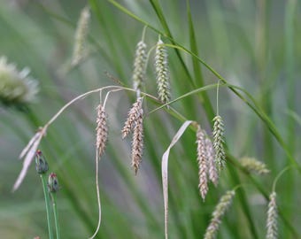 Semillas de Carex cherokeensis – Junco Cherokee – 15 semillas