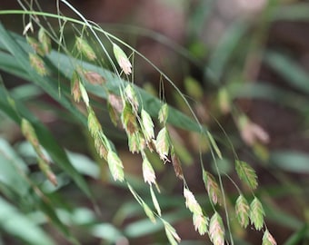 Semillas de Chasmanthium latifolium – Avena marina del norte – 50 semillas