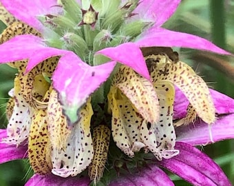 Semillas de Monarda punctata – Bálsamo de abeja moteado – 50 semillas