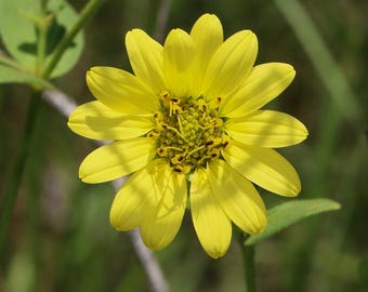 Semillas de Silphium glutinosum – Hierba de resina pegajosa – 10 semillas