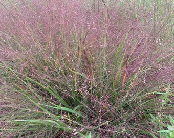 Semillas de Eragrostis spectabilis – Hierba del amor púrpura – 25 semillas