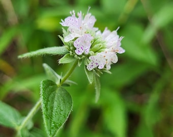Semillas de Pycnanthemum verticillatum – Menta de montaña peluda – 20 semillas