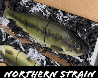 Immortal Trout “Northern Strain”