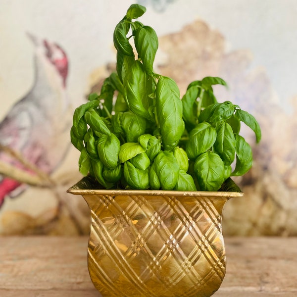 brass planter embossed basket design indoor  brass catchall Hollywood Regency bohemian plant decor