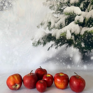 May include: A collection of seven red apples of varying sizes arranged in a row. The apples have smooth, shiny skins with subtle yellow and orange highlights. They are positioned against a backdrop of a snow-covered evergreen tree branch.