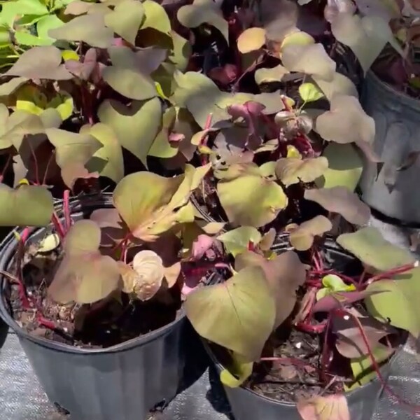 Sweet Potato Slips Etsy