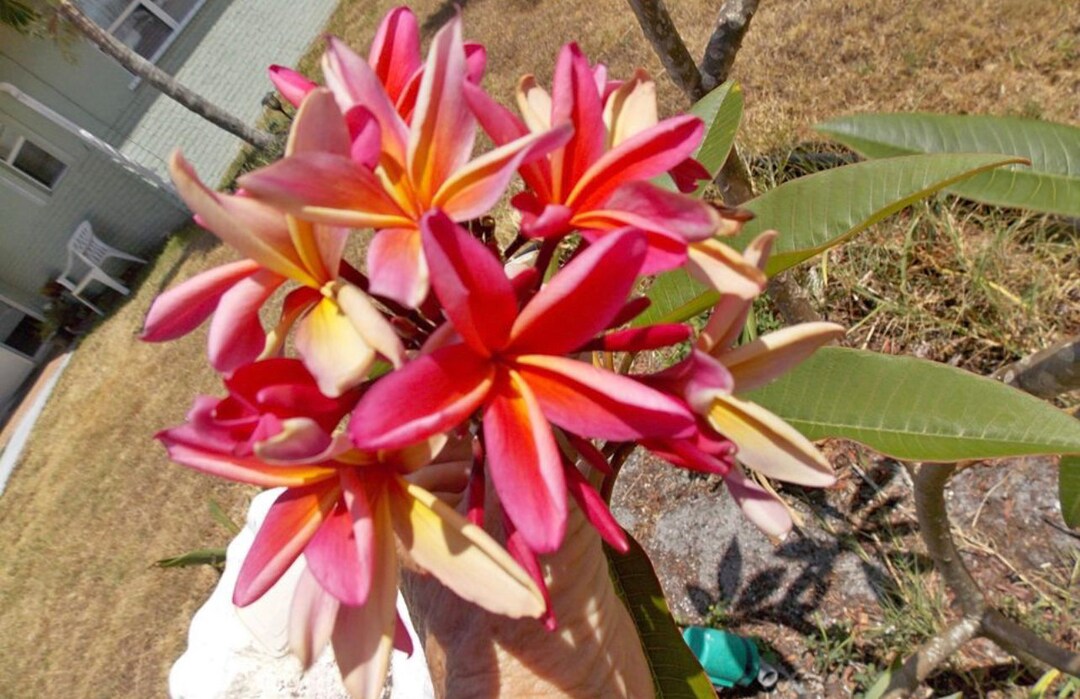 Plumeria Rooted Plant Etsy