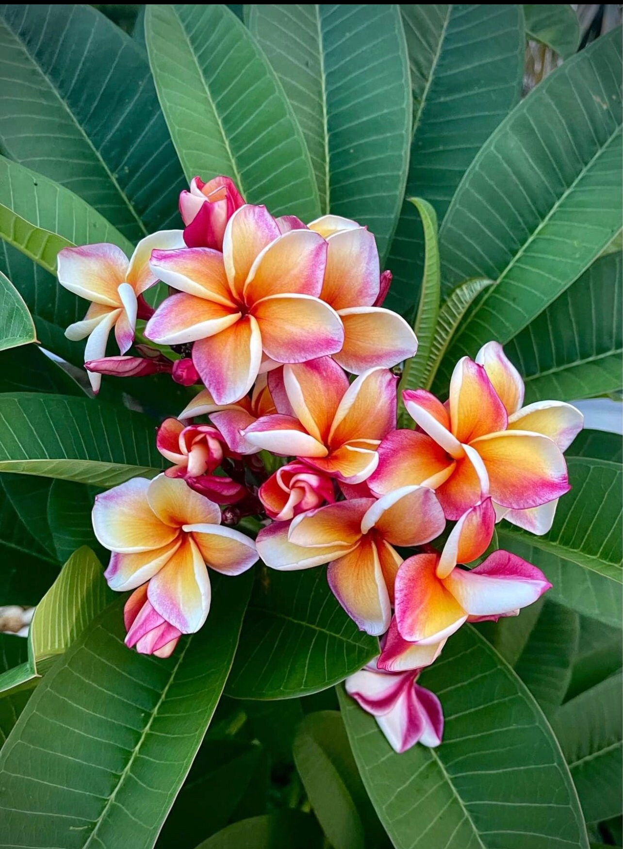 Jungle Jack Plumeria - Etsy