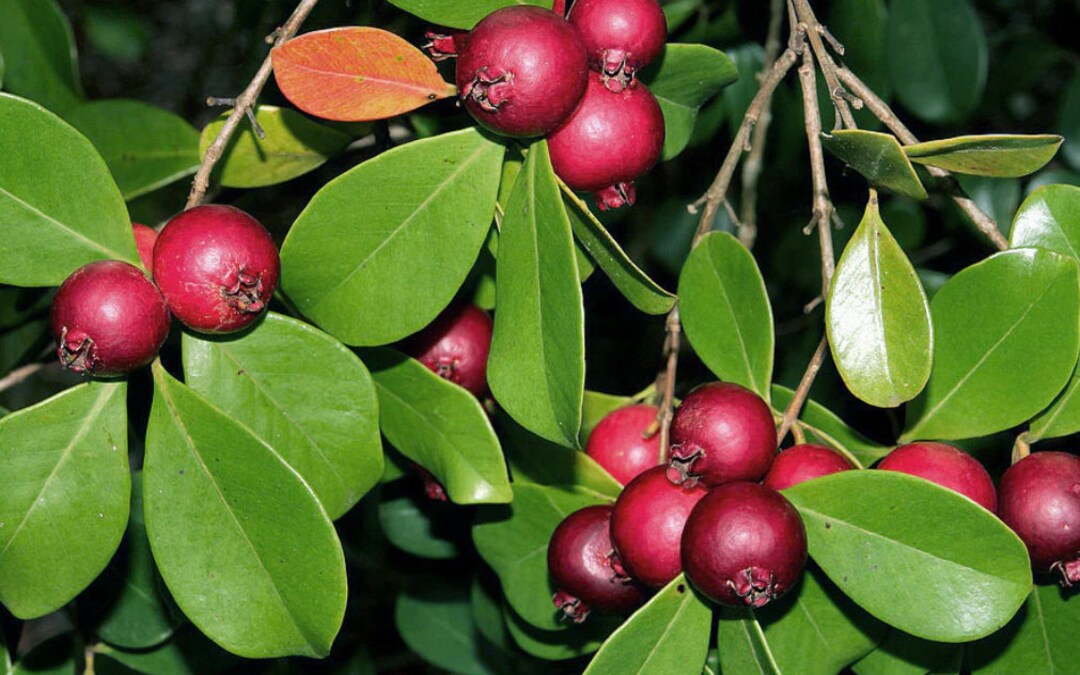 Strawberry Guava Tree Etsy