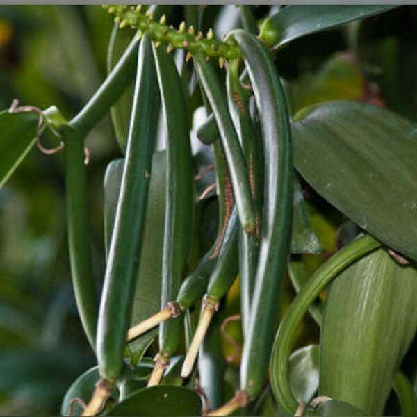 Vanilla Bean Plant Etsy