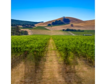 Sonoma Valley Vineyard and Hillside.  Art photo print.  Wall art.  Home decor.  Vertical.  August.  Photography.  Photo Impressionism.
