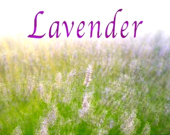 Lavender.  Art photo print.  Wall art.  Home decor.  Flower.  Photography.