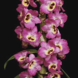 Könnte beinhalten: Nahaufnahme eines Clusters rosa Orchideen mit gelben und braunen Zentren vor schwarzem Hintergrund. Die Blüten sind in voller Blüte und zeigen ihre zarten Blütenblätter und komplizierten Details. Grüne Blätter sind sichtbar.