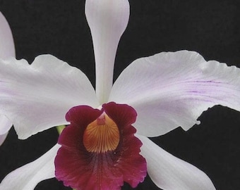 Cattleya orchidea SEEDLING plug~laelia Purpurata Var Cinderosa