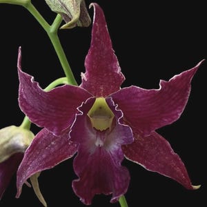 Könnte beinhalten: Nahaufnahme einer leuchtend burgunderfarbenen Orchideenblüte mit gelbem Zentrum und weißen Rändern, vor schwarzem Hintergrund. Die Blütenblätter haben eine strukturierte Oberfläche, und die Blüte steht in voller Blüte und zeigt ihre komplizierten Details.