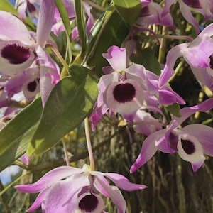 Könnte beinhalten: Nahaufnahme von Dendrobium-Orchideen mit zarten, hellvioletten Blütenblättern und einem dunkelvioletten Zentrum. Die Blüten sind dicht beieinander, mit grünen Blättern und Stängeln. Der Hintergrund ist unscharf, was eine natürliche Umgebung andeutet.