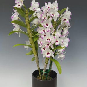 Könnte beinhalten: Eine Topf-Orchideenpflanze mit weißen Blüten, die violett umrandet sind und ein tief burgunderrotes Zentrum haben. Die Pflanze hat grüne Blätter und steht in einem dunkelbraunen Keramiktopf. Der Hintergrund ist ein Grau-Weiß-Verlauf.