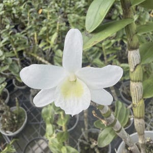May include: Close-up of a white orchid flower with a pale yellow center. The petals are delicate and slightly textured. The flower is in focus, with a blurred background of green foliage and other potted plants. The orchid is in a white pot.