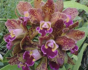 Plántula de orquídea Cattleya Rlc Waianae Leopard Ching Hua Fragrant Spotty BS