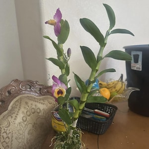 Könnte beinhalten: Eine Topf-Orchideenpflanze mit leuchtend lila und gelben Blüten. Die Pflanze hat lange grüne Blätter und steht in einem schwarzen Topf. Die Wurzeln sind sichtbar, und die Pflanze steht auf einem Holztisch.