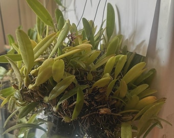 4 BULBOS Especie de orquídea Bulbophyllum reticulatum (PLANTILLA)