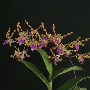 Könnte beinhalten: Nahaufnahme einer Dendrobium-Orchidee mit gelben und lila Blüten. Die Blüten haben eine einzigartige Form und sind an einem Stiel mit grünen Blättern angeordnet. Der Hintergrund ist schwarz.