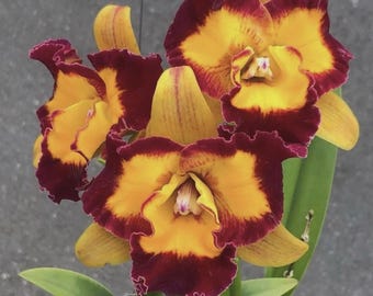 Rlc Linkin Love ‘Chester’ Maroon Yellow Fragrant Mericlone Orchid 4” SEEDLING