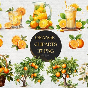 Aquarel sinaasappelen clipart | Oranje elementen | Buskets,bomen,milkshakes,plakken en meer | Hoge kwaliteit | Commercieel gebruik | PNG-download