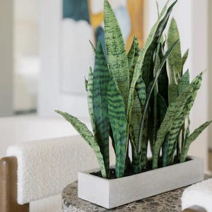 May include: A snake plant with tall, pointed, variegated green leaves featuring dark horizontal stripes. The plant is potted in a rectangular, light gray concrete planter with a smooth, matte finish, showcasing a clean and structured design.
