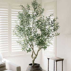 May include: A tall, artificial olive tree with green leaves and a textured trunk. The tree is potted in a woven basket and placed near a window with white shutters. The room has a neutral color palette, with a small side table visible.