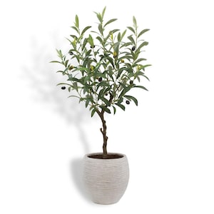 May include: An artificial olive tree in a white, ribbed ceramic pot. The tree has a brown trunk, green leaves, and black olives. The pot is oval-shaped and sits on a white background. The tree is approximately 4 feet tall.