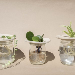 Peut inclure: Trois bocaux en verre avec des plantes poussant dans l'eau, chacun avec un couvercle en céramique blanche avec un trou au centre. Les plantes sont un collier de perles, une pilea peperomioides et une plante araignée.