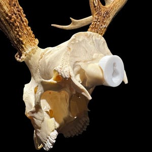 May include: A close-up of a deer skull with attached antlers. The skull is off-white with visible bone structure and teeth. The antlers are brown and textured. A white, cylindrical object is inserted into the skull. The background is black.