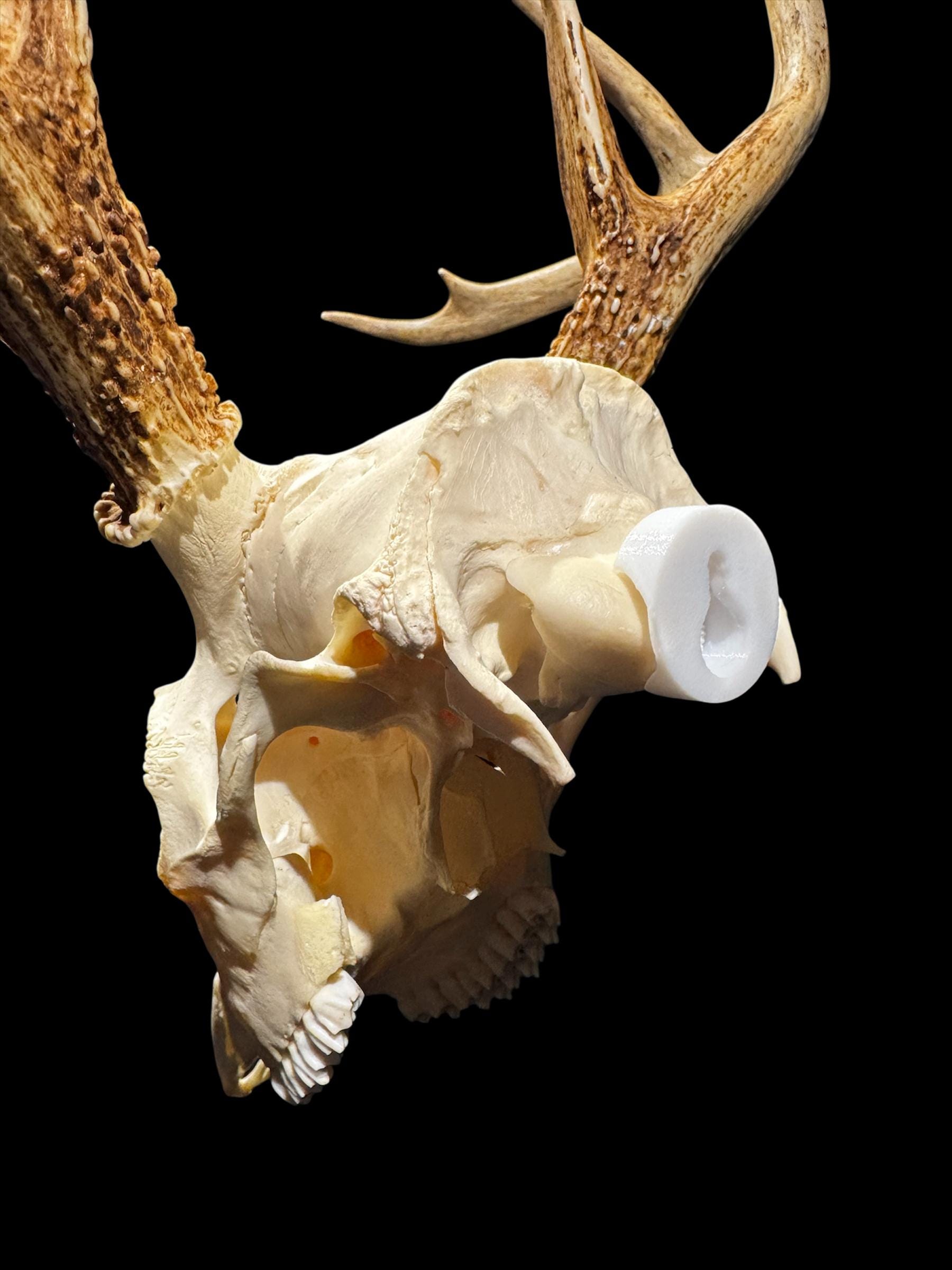 Trophy Deer Skull - Etsy Denmark