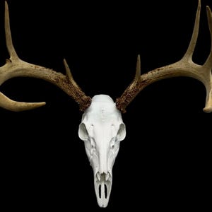 Self-Hanging Reproduction Deer Skull Mount w/ Antler Adjustment System